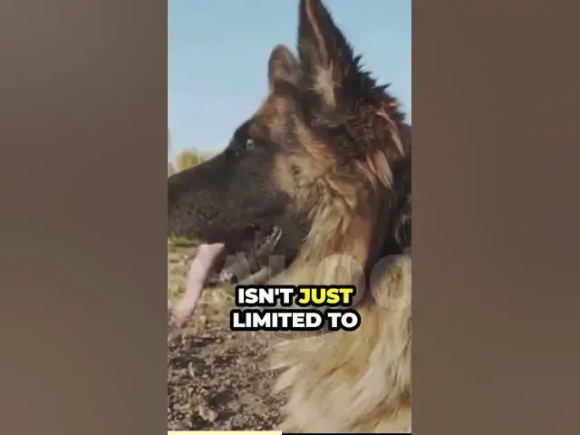'Video thumbnail for The Origins of a Herding Breed'