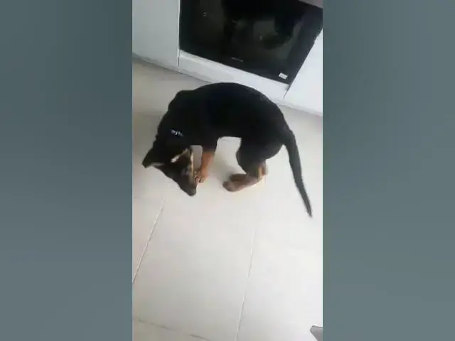 'Video thumbnail for #dog #puppy ....the #tail does not stand still #dog #gsdpuppy #gsd #germanshepherd #happydog #happy'