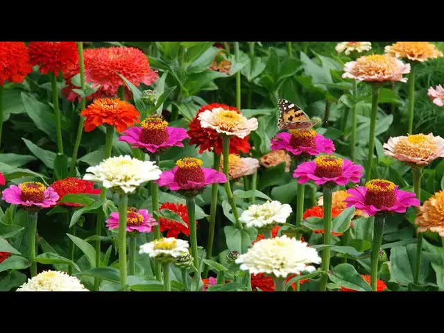 'Video thumbnail for Flowers To Plant In June For Blooms All Summer Long'