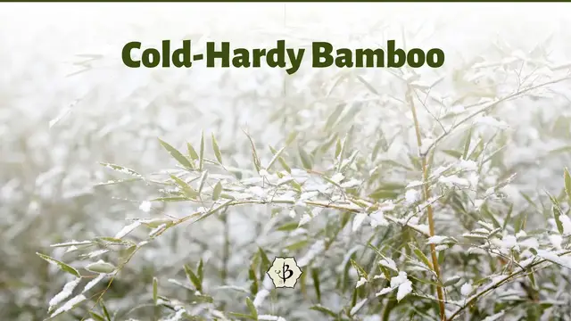'Video thumbnail for Cold hardy bamboo for chilly winters'
