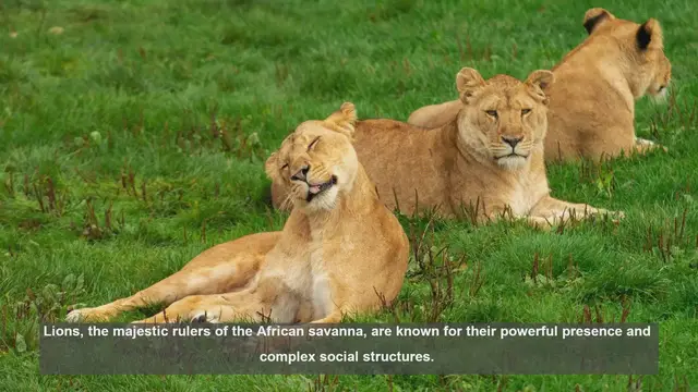 'Video thumbnail for 10 Ways Lions Interact with Other Animals in Their Ecosystem'