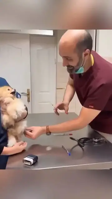 'Video thumbnail for Dogs dramatic display in front of vet'