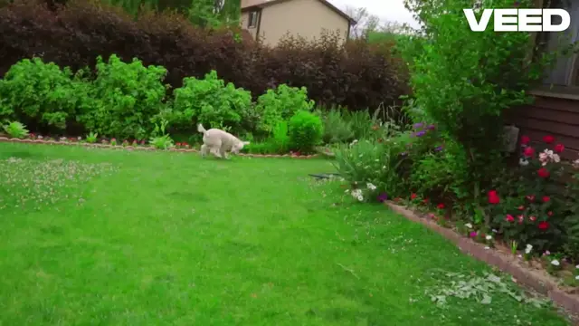'Video thumbnail for Pregnant_ Care for Your Dog Now '