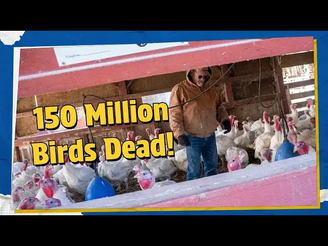 'Video thumbnail for What You Should Know About Bird Flu Before Eating Eggs & Poultry 🍗🥚 | Important Health Facts'