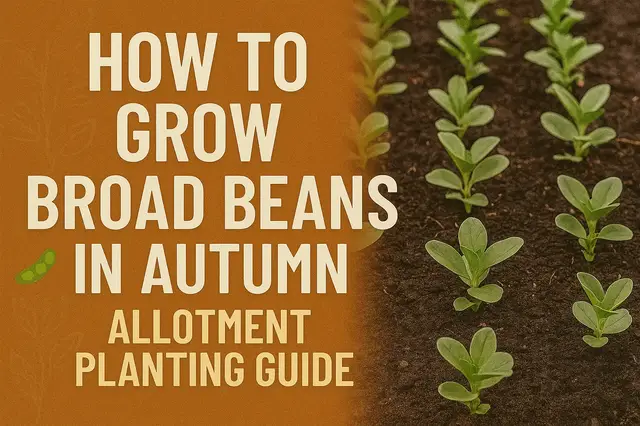 'Video thumbnail for How to Grow Broad Beans in Autumn | Allotment Planting Guide'