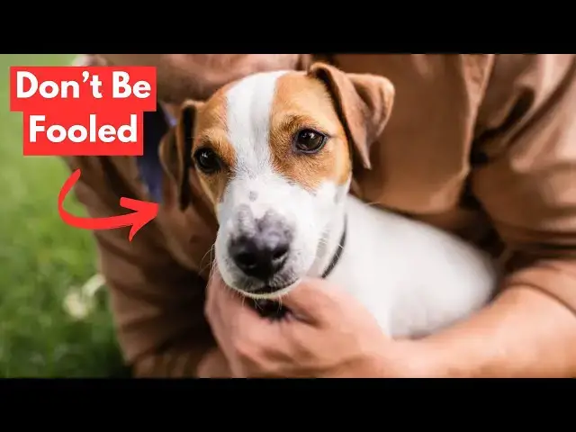 'Video thumbnail for Top 15 WORST Dog Breeds for First Time Owners'