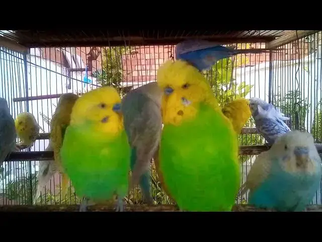 'Video thumbnail for 🌈 Stunning Budgie Colors You've Never Seen Before! 🐦✨'