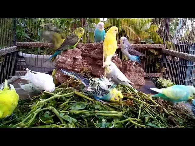 'Video thumbnail for Nest Moments  Budgies Raising Their Chicks 🐥'