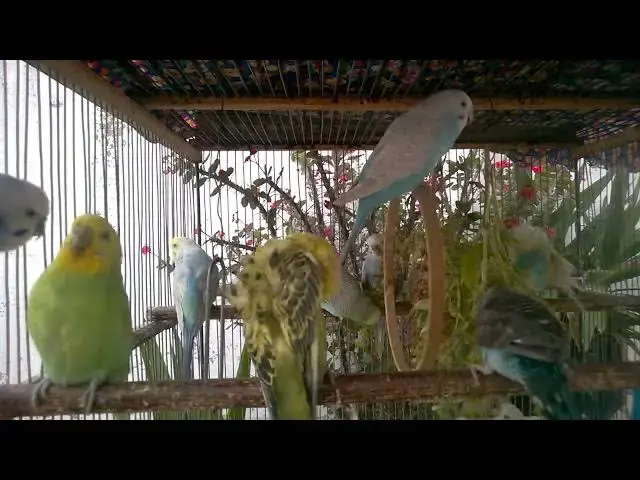 'Video thumbnail for Are Rare Budgies Worth the Price A Deep Dive into High Value Mutations 💸🦜 #PetInvestment'