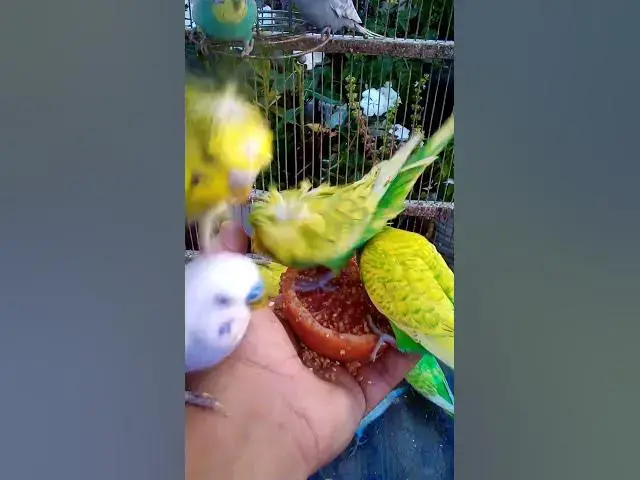 'Video thumbnail for This Amazon bird toy is SO COOL#birds#parrot #birdslover #budgis #lovebirds #budgiegar #cute #health'