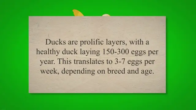 'Video thumbnail for How Many Eggs Do Ducks Lay A Week? (Here Is Exact Amount!) 2023 » Petybird.com'