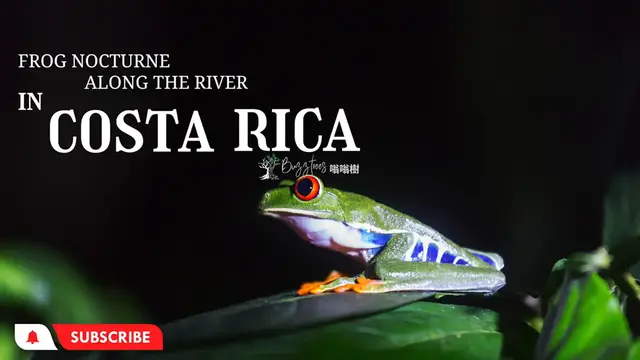 'Video thumbnail for Costa Rica Frog Nocturne Along the river'