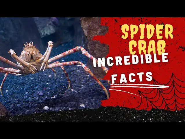 'Video thumbnail for Crustacean Chronicles: Top 10 Unbelievable Spider Crab Facts II Mind Blowing Spider Crab Discoveries'