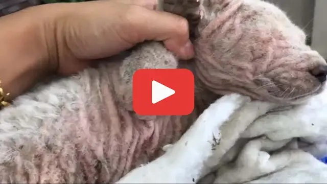 'Video thumbnail for Barely Clinging to Life, He Waited on the Roadside for a Miracle'