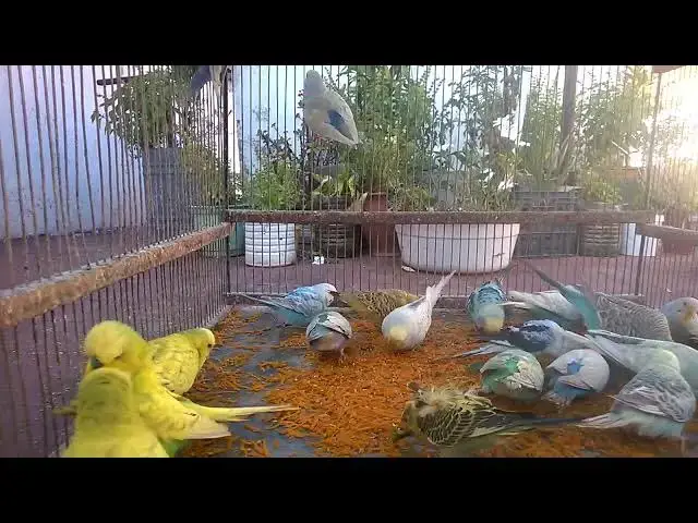 'Video thumbnail for 💖 The Most Beautiful Budgie Duo Singing Together 🎶🕊️  Heart Melting Sounds 🥺 #BirdCouple'