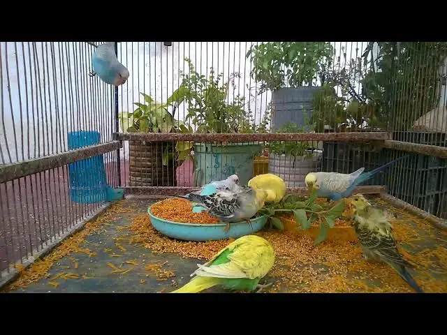 'Video thumbnail for Budgie Training 101 Tips for a Happy, Healthy Bird! 🦜💛'