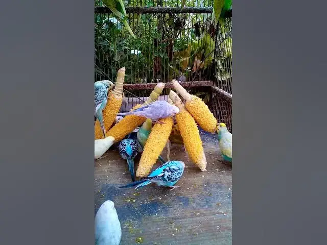 'Video thumbnail for This Amazon bird toy is SO COOL#birds#parrot #birdslover #budgis #lovebirds #budgiegar #cute #health'