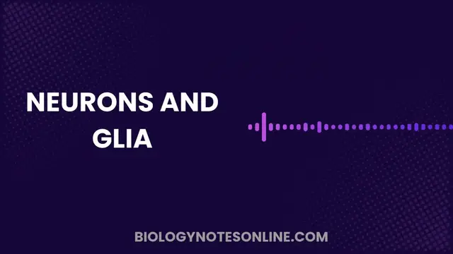 'Video thumbnail for Neurons and Glia'