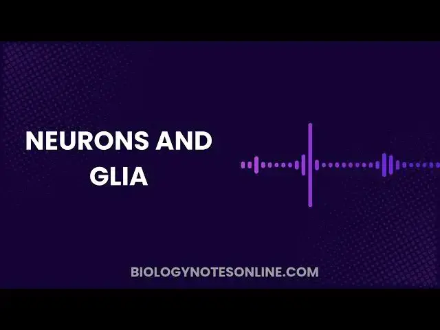 'Video thumbnail for Neurons and Glia'