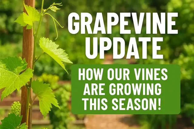 'Video thumbnail for Grapevine Update | How Our Vines Are Growing This Season!'