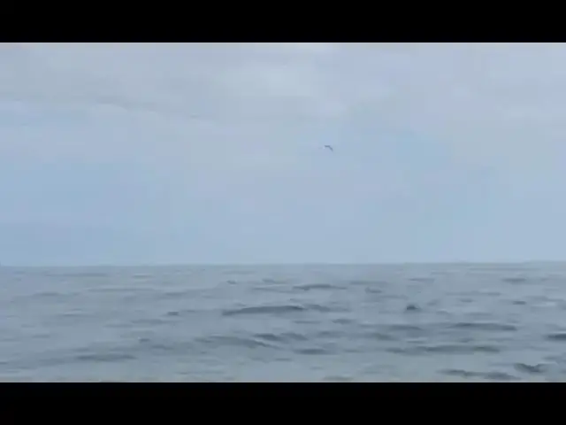 'Video thumbnail for Relay team setting new record for Dál Riata with the help of a few 'lucky' dolphins'