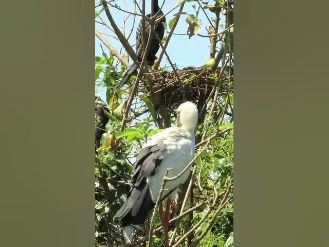 'Video thumbnail for Wow Nice Gain Bird A lot  EP 34 #birds #nestbird #birdalot #birdfeed #birdeat'