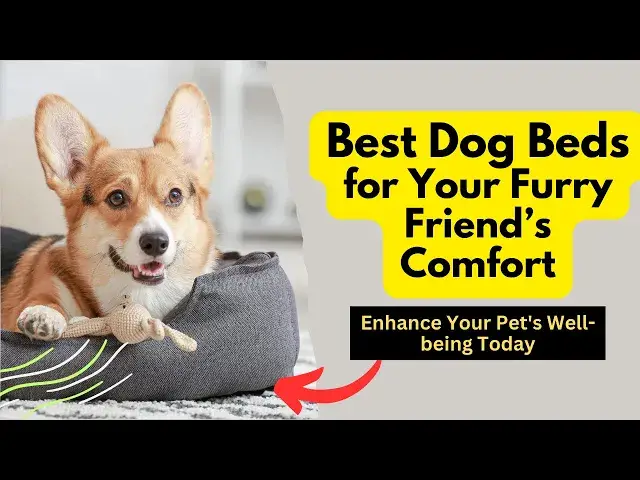 'Video thumbnail for Best Dog Beds for Your Furry Friend’s Comfort: Revolutionize Your Dog's Sleep'