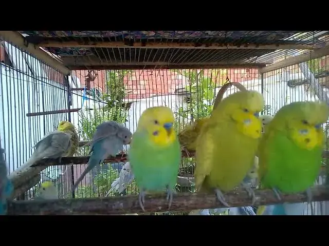 'Video thumbnail for 🌺 Budgie Fashion Show!  Feather Colors Like You’ve Never Seen 🌈🎬'