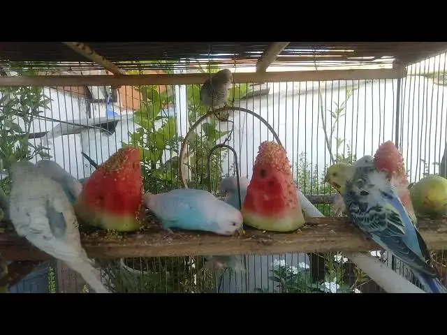 'Video thumbnail for Setting Up the Perfect Budgerigar Cage Essentials and Tips'