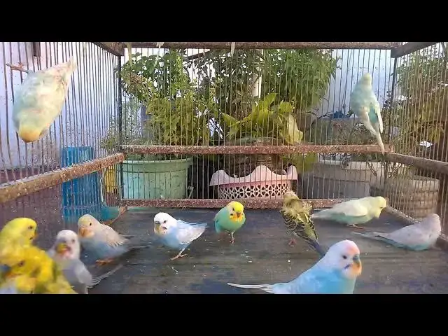 'Video thumbnail for The Ultimate Rainbow Parakeet Showcase Adorable & Colorful Budgies! 🥰💛 #Shorts'