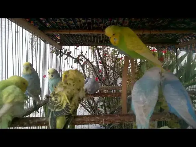 'Video thumbnail for From Cage to Couch – The Rise of Budgies as Family Pets in the US 🏠🦜 #PocketParrots'
