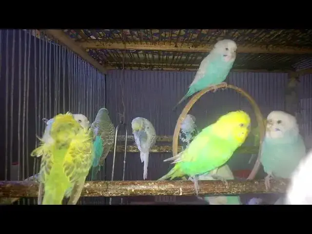'Video thumbnail for Natural Budgie Sounds to Calm Your Soul 🧘‍♂️🎶'
