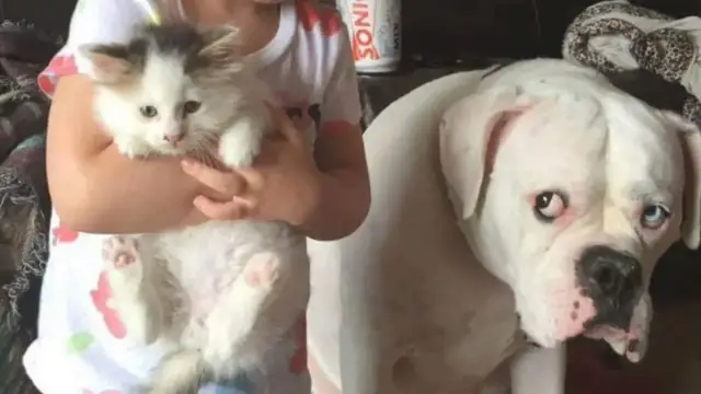 'Video thumbnail for FUNNY DOGS will make you smile all day! 馃槉'