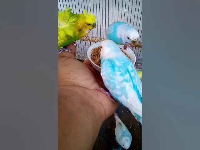 'Video thumbnail for This Amazon bird toy is SO COOL#birds#parrot #birdslover #budgis #lovebirds #budgiegar #cute #health'