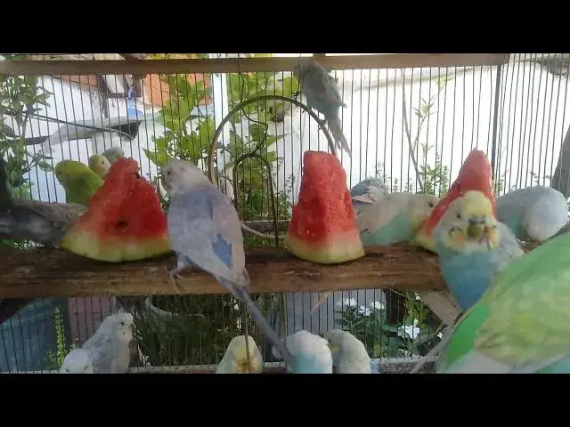 'Video thumbnail for Budgerigar Breeding Basics What You Need to Know!'