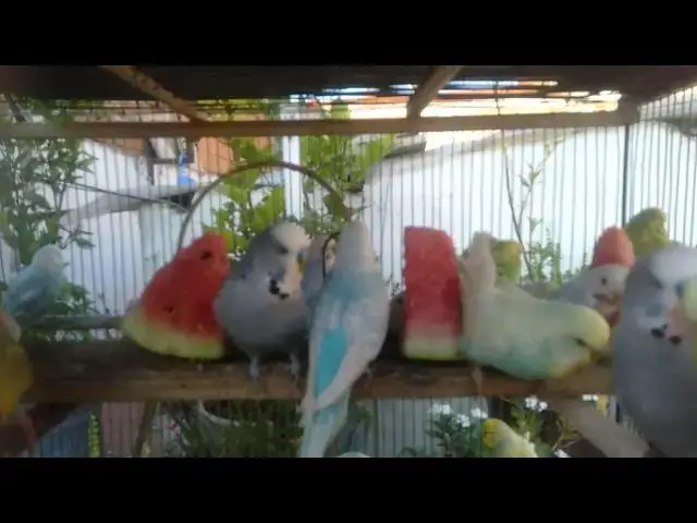 'Video thumbnail for Meet My Budgies A Day in the Life of My Feathered Family'