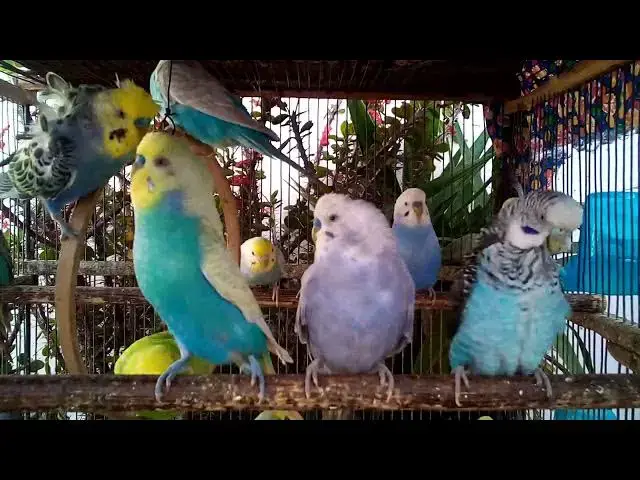 'Video thumbnail for Budgies Sharing Food  Silent Friendship Scene 💕'