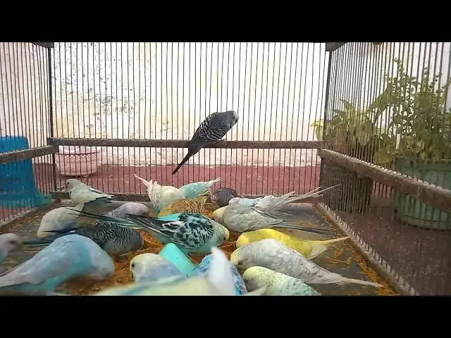 'Video thumbnail for The Beautiful World of Budgies Colors, Personalities, and More! 🌈✨'