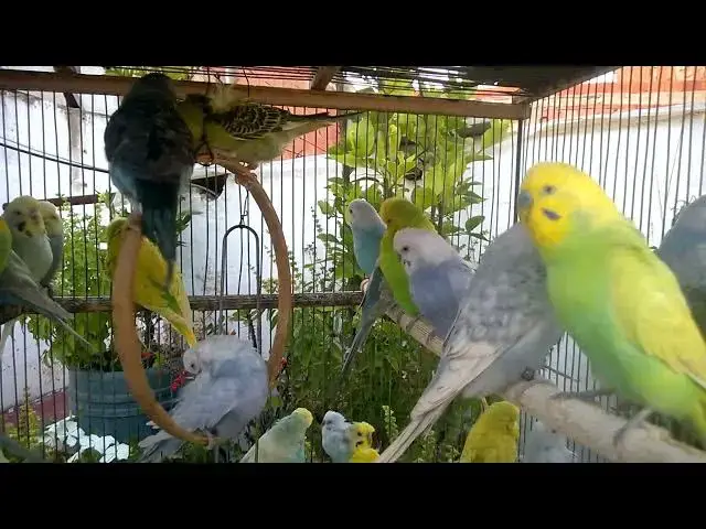 'Video thumbnail for Meet the Gorgeous Mutations Rare Budgie Colors You’ll Love! 💖💛'