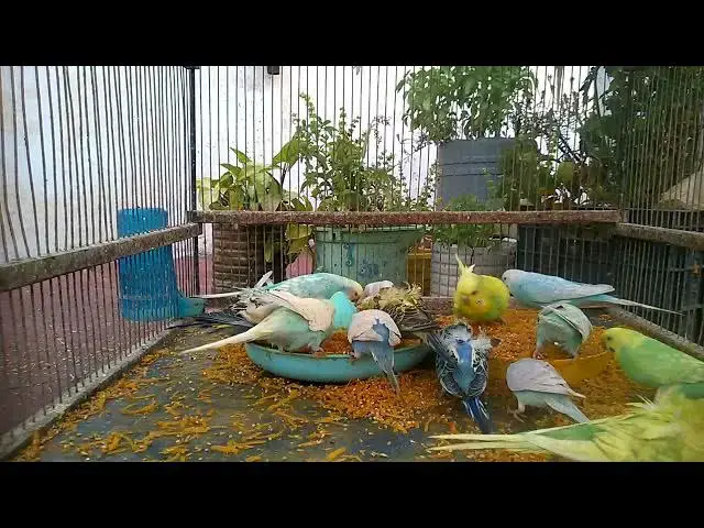 'Video thumbnail for Budgie Bonding How to Build a Strong Relationship with Your Parakeet! 💛✨'