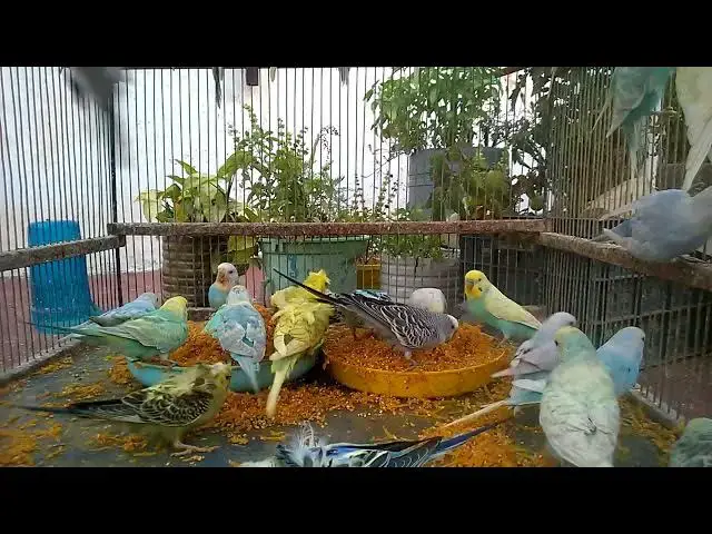 'Video thumbnail for Meet the Budgies Fun Facts & Adorable Moments! #budgielife #cute'