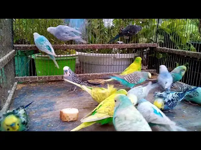 'Video thumbnail for 🦜  Parrot Hacks Every Owner Should Know! 🤯'