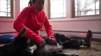 'Video thumbnail for Strength and Flexibility Therapy for an Agility Dog'