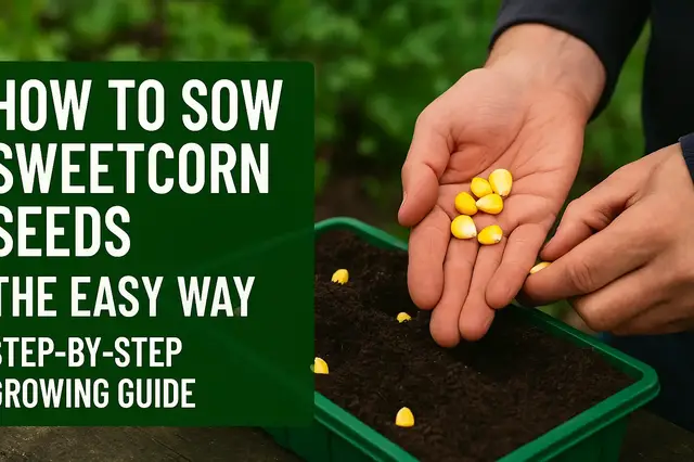 'Video thumbnail for How to Sow Sweetcorn Seeds the Easy Way | Step-by-Step Growing Guide'