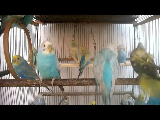 'Video thumbnail for 🧠 Budgie Intelligence Test in Boston 🤔  Can They Solve Puzzles 🧩 #SmartBudgies #BostonBirds'