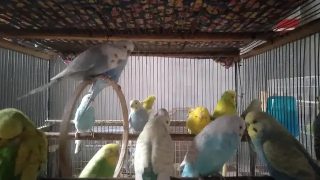 'Video thumbnail for 🎵 Sweetest Budgie Singing Compilation Ever Heard! 🌈✨ #BudgieSounds'