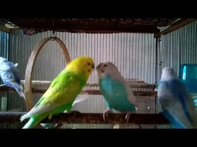 'Video thumbnail for Budgie Happy Dance Sounds   Playful Foot Taps 🎵💃 #DancingBirds #HappyFeet'