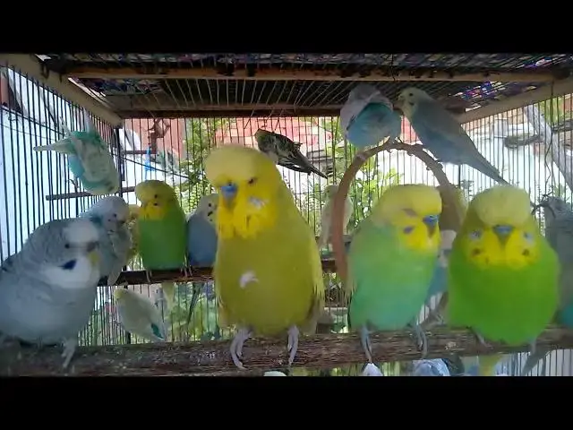 'Video thumbnail for 💚 Emerald Green Budgies That Will Melt Your Heart! 💚🐦'
