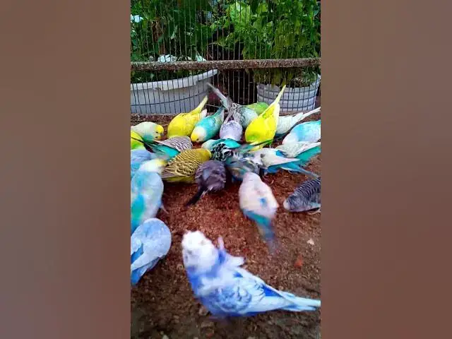 'Video thumbnail for This Amazon bird toy is SO COOL#birds#parrot #birdslover #budgis #lovebirds #budgiegar #cute #health'
