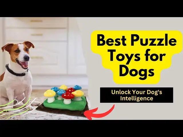 'Video thumbnail for Best Puzzle Toys for Dogs: From Boredom to Brilliance'